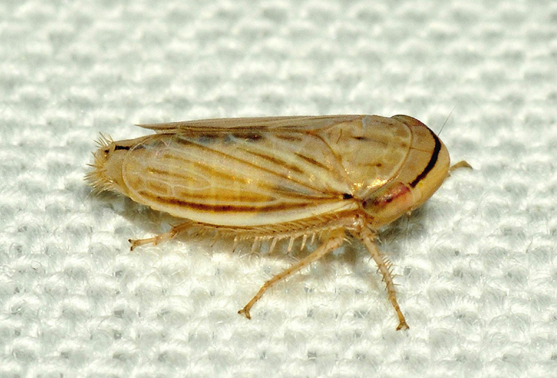 Athysanus argentarius?